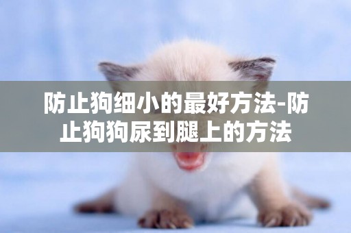 防止狗細小的最好方法-防止狗狗尿到腿上的方法