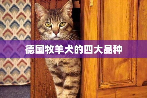 德國牧羊犬的四大品種