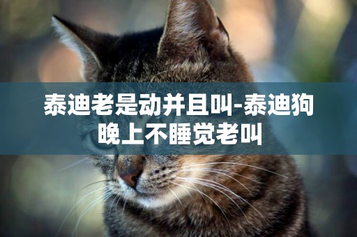 泰迪老是動并且叫-泰迪狗晚上不睡覺老叫