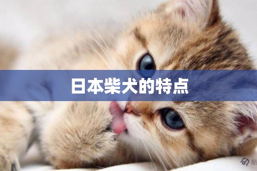 日本柴犬的特點