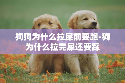 狗狗為什么拉屎前要跑-狗為什么拉完屎還要踩
