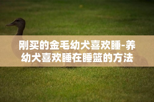 剛買的金毛幼犬喜歡睡-養幼犬喜歡睡在睡籃的方法