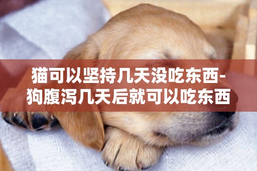 貓可以堅持幾天沒吃東西-狗腹瀉幾天后就可以吃東西了