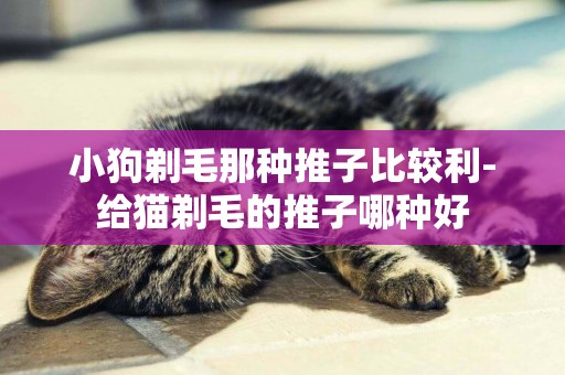 小狗剃毛那種推子比較利-給貓剃毛的推子哪種好