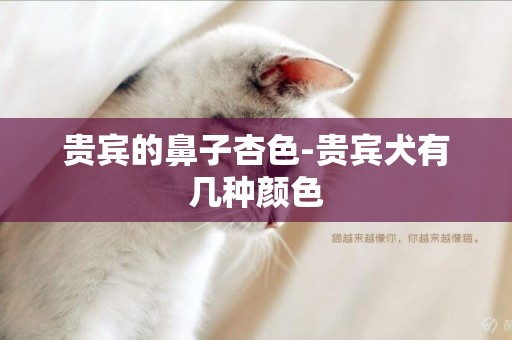 貴賓的鼻子杏色-貴賓犬有幾種顏色