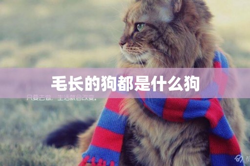 毛長的狗都是什么狗