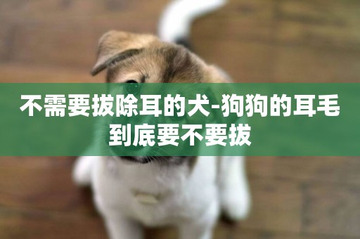 不需要拔除耳的犬-狗狗的耳毛到底要不要拔