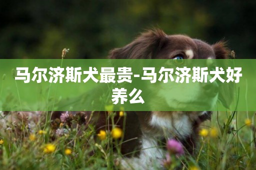 馬爾濟斯犬最貴-馬爾濟斯犬好養么