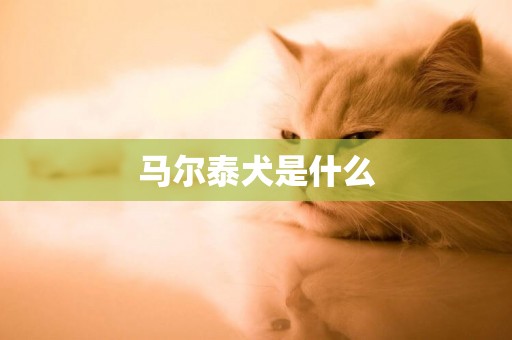 馬爾泰犬是什么