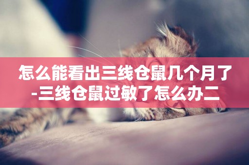 怎么能看出三線倉鼠幾個月了-三線倉鼠過敏了怎么辦二