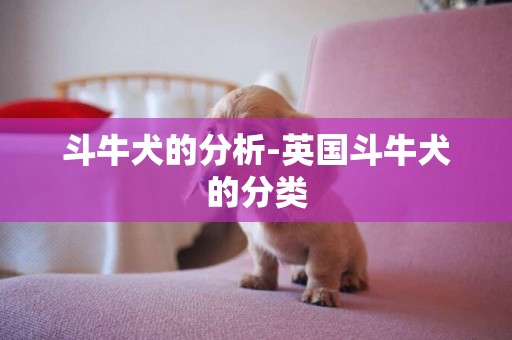 斗牛犬的分析-英國斗牛犬的分類