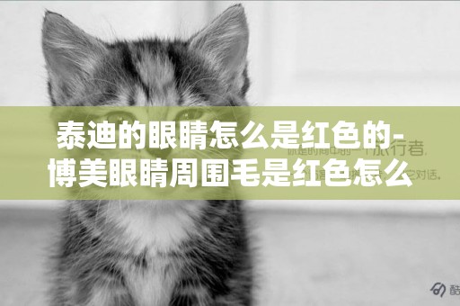 泰迪的眼睛怎么是紅色的-博美眼睛周圍毛是紅色怎么辦