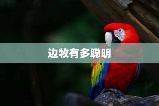 邊牧有多聰明