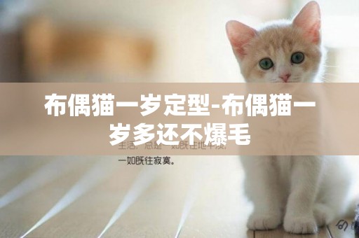 布偶貓一歲定型-布偶貓一歲多還不爆毛