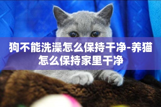 狗不能洗澡怎么保持干凈-養貓怎么保持家里干凈