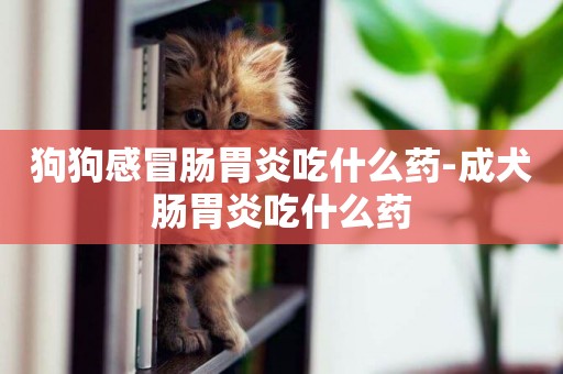 狗狗感冒腸胃炎吃什么藥-成犬腸胃炎吃什么藥
