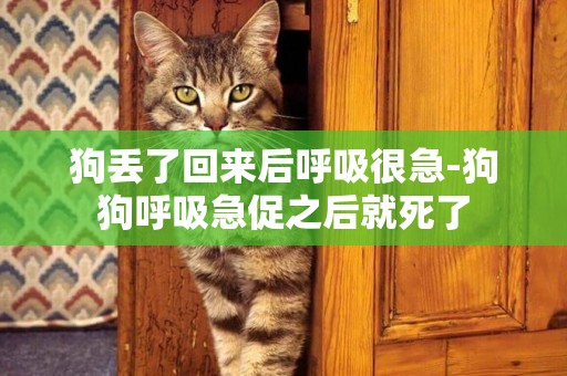 狗丟了回來后呼吸很急-狗狗呼吸急促之后就死了