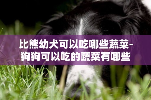 比熊幼犬可以吃哪些蔬菜-狗狗可以吃的蔬菜有哪些