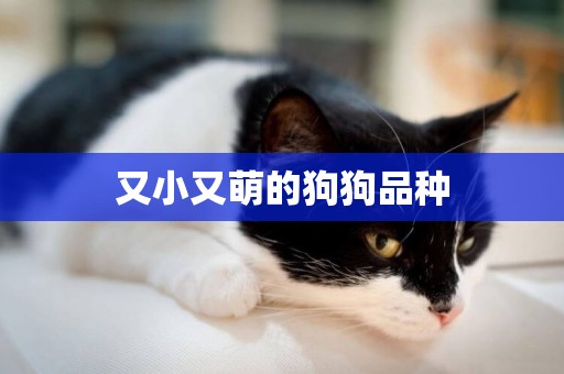 又小又萌的狗狗品種