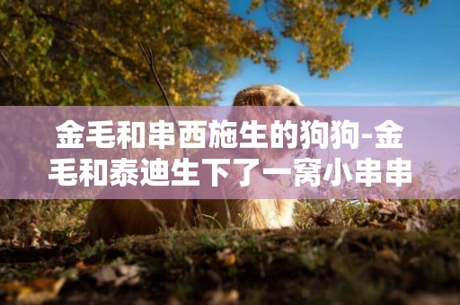 金毛和串西施生的狗狗-金毛和泰迪生下了一窩小串串