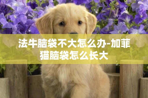 法牛腦袋不大怎么辦-加菲貓腦袋怎么長大