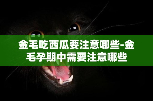 金毛吃西瓜要注意哪些-金毛孕期中需要注意哪些