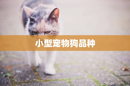 小型寵物狗品種