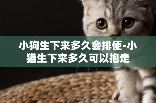 小狗生下來多久會排便-小貓生下來多久可以抱走