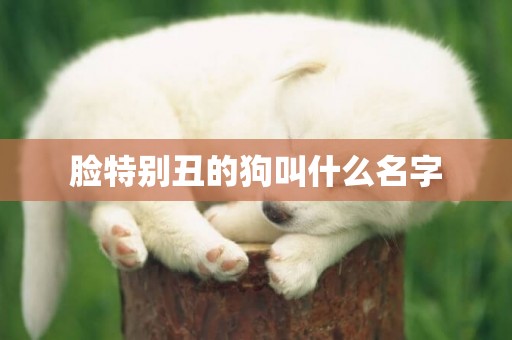 臉特別丑的狗叫什么名字