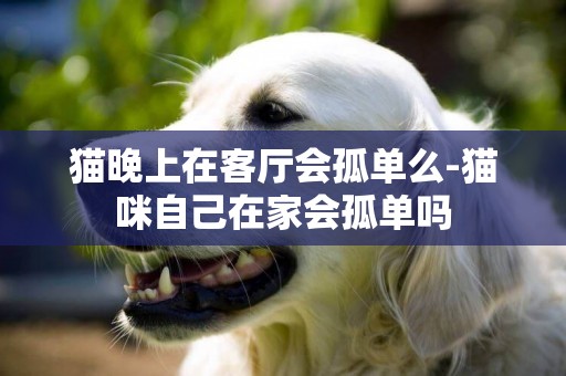 貓晚上在客廳會孤單么-貓咪自己在家會孤單嗎