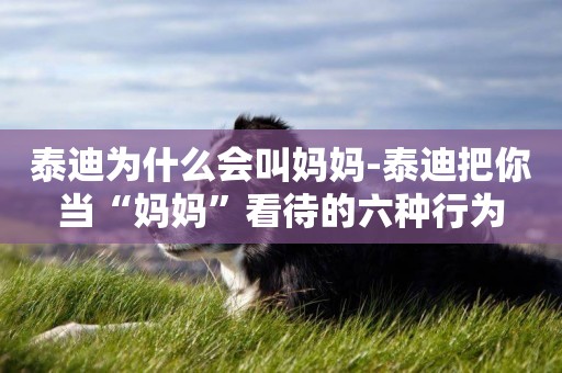 泰迪為什么會叫媽媽-泰迪把你當“媽媽”看待的六種行為