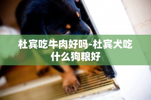 杜賓吃牛肉好嗎-杜賓犬吃什么狗糧好