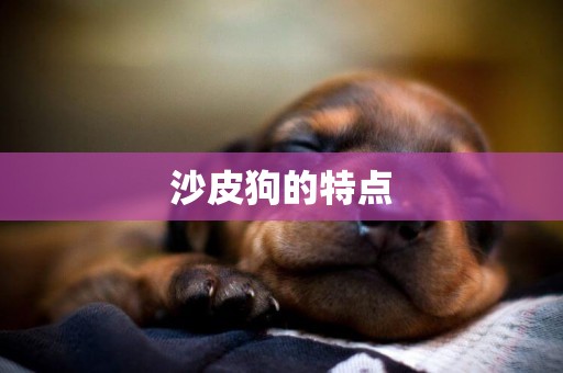沙皮狗的特點