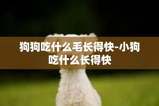 狗狗吃什么毛長得快-小狗吃什么長得快