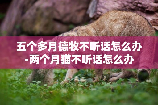 五個多月德牧不聽話怎么辦-兩個月貓不聽話怎么辦
