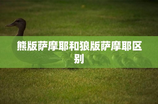 熊版薩摩耶和狼版薩摩耶區別