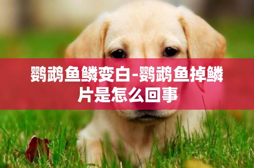 鸚鵡魚鱗變白-鸚鵡魚掉鱗片是怎么回事