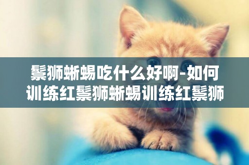 鬃獅蜥蜴吃什么好啊-如何訓練紅鬃獅蜥蜴訓練紅鬃獅蜥蜴需要注意什么