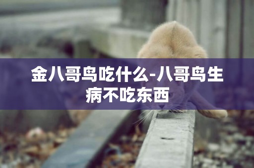 金八哥鳥吃什么-八哥鳥生病不吃東西