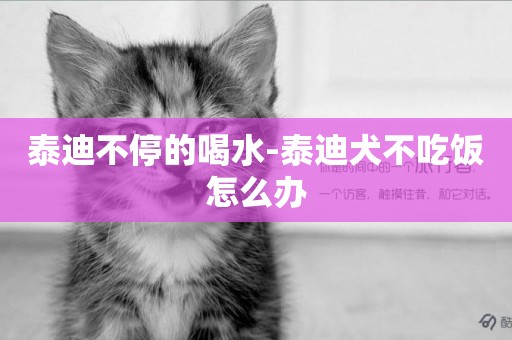 泰迪不停的喝水-泰迪犬不吃飯怎么辦