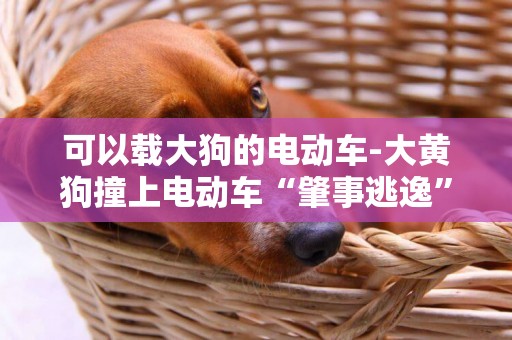 可以載大狗的電動車-大黃狗撞上電動車“肇事逃逸”