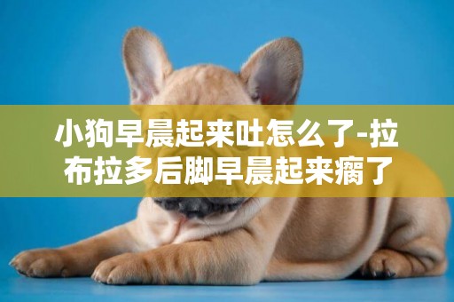 小狗早晨起來吐怎么了-拉布拉多后腳早晨起來瘸了