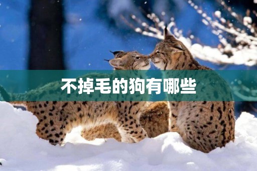 不掉毛的狗有哪些
