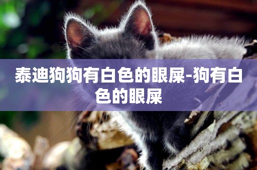 泰迪狗狗有白色的眼屎-狗有白色的眼屎