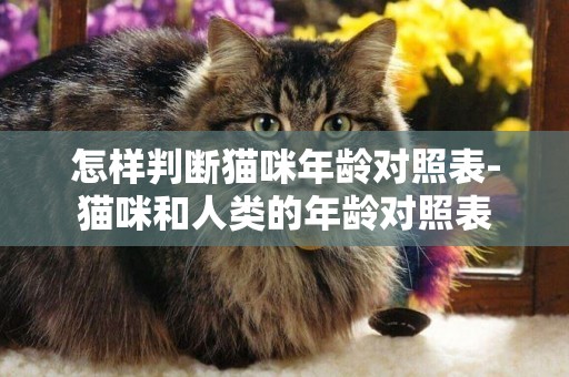 怎樣判斷貓咪年齡對照表-貓咪和人類的年齡對照表