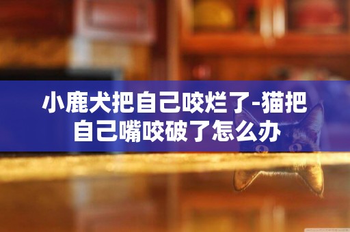 小鹿犬把自己咬爛了-貓把自己嘴咬破了怎么辦