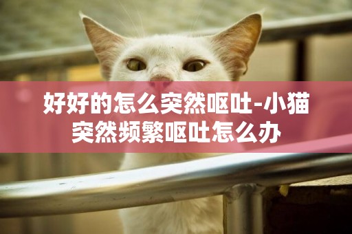 好好的怎么突然嘔吐-小貓突然頻繁嘔吐怎么辦