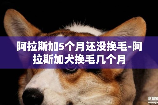 阿拉斯加5個月還沒換毛-阿拉斯加犬換毛幾個月