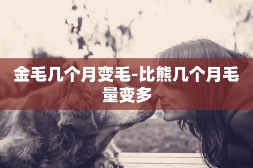 金毛幾個月變毛-比熊幾個月毛量變多