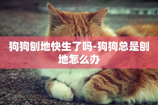狗狗刨地快生了嗎-狗狗總是刨地怎么辦